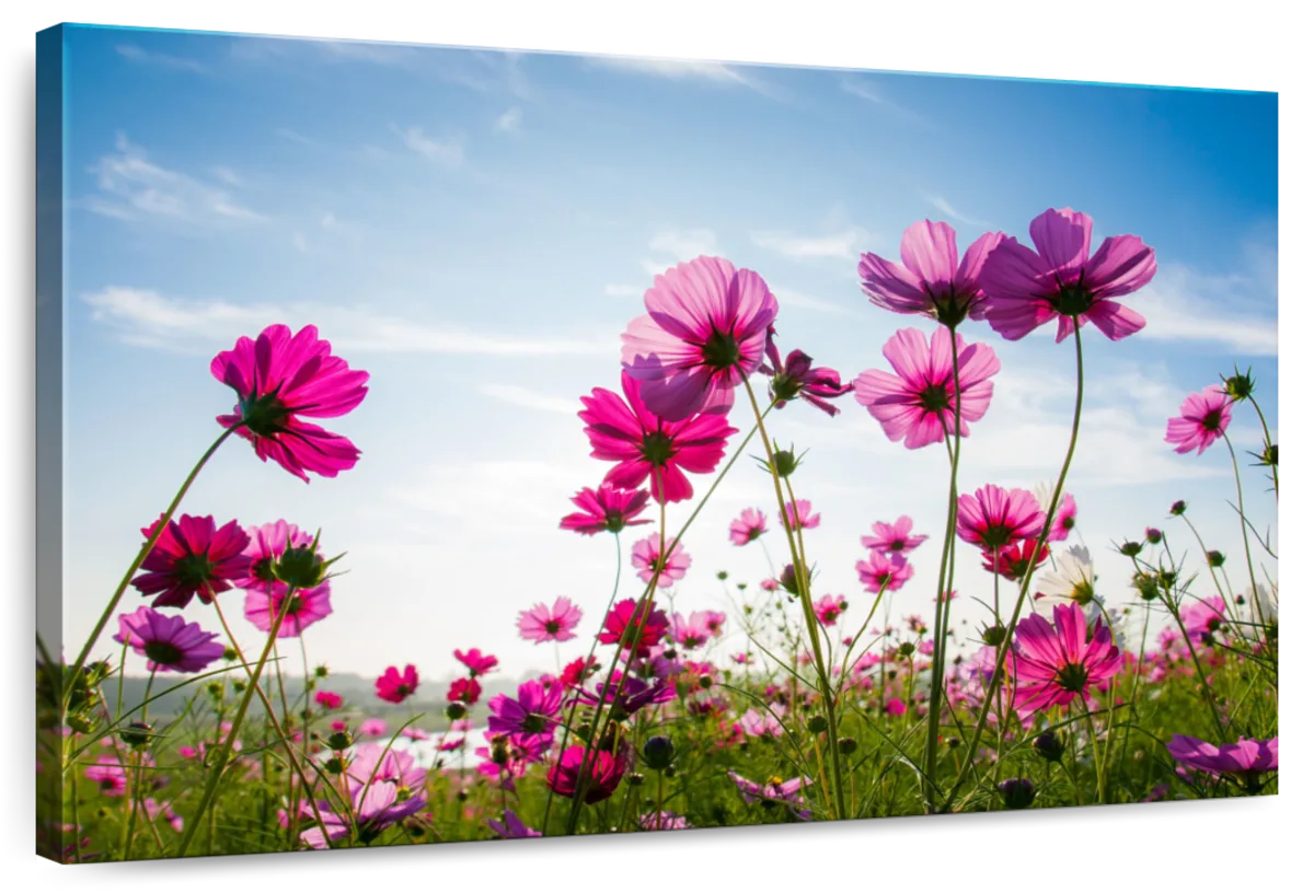 Wild Cosmos Flowers Wall Art