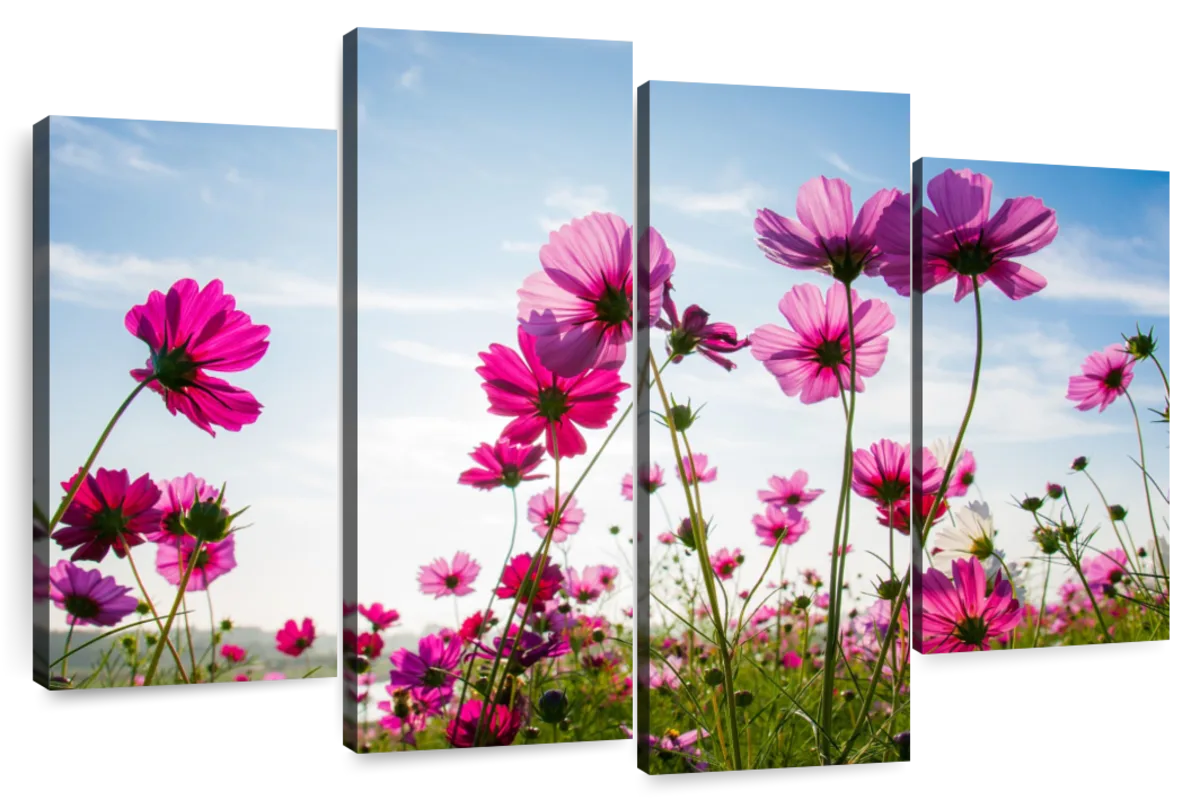 Wild Cosmos Flowers Wall Art