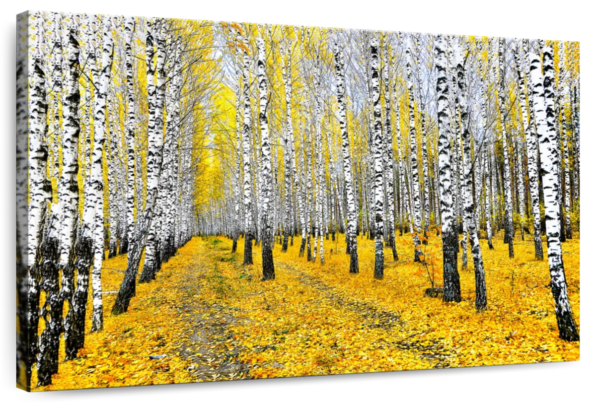 Autumn Birch Forest Trees Wall Art