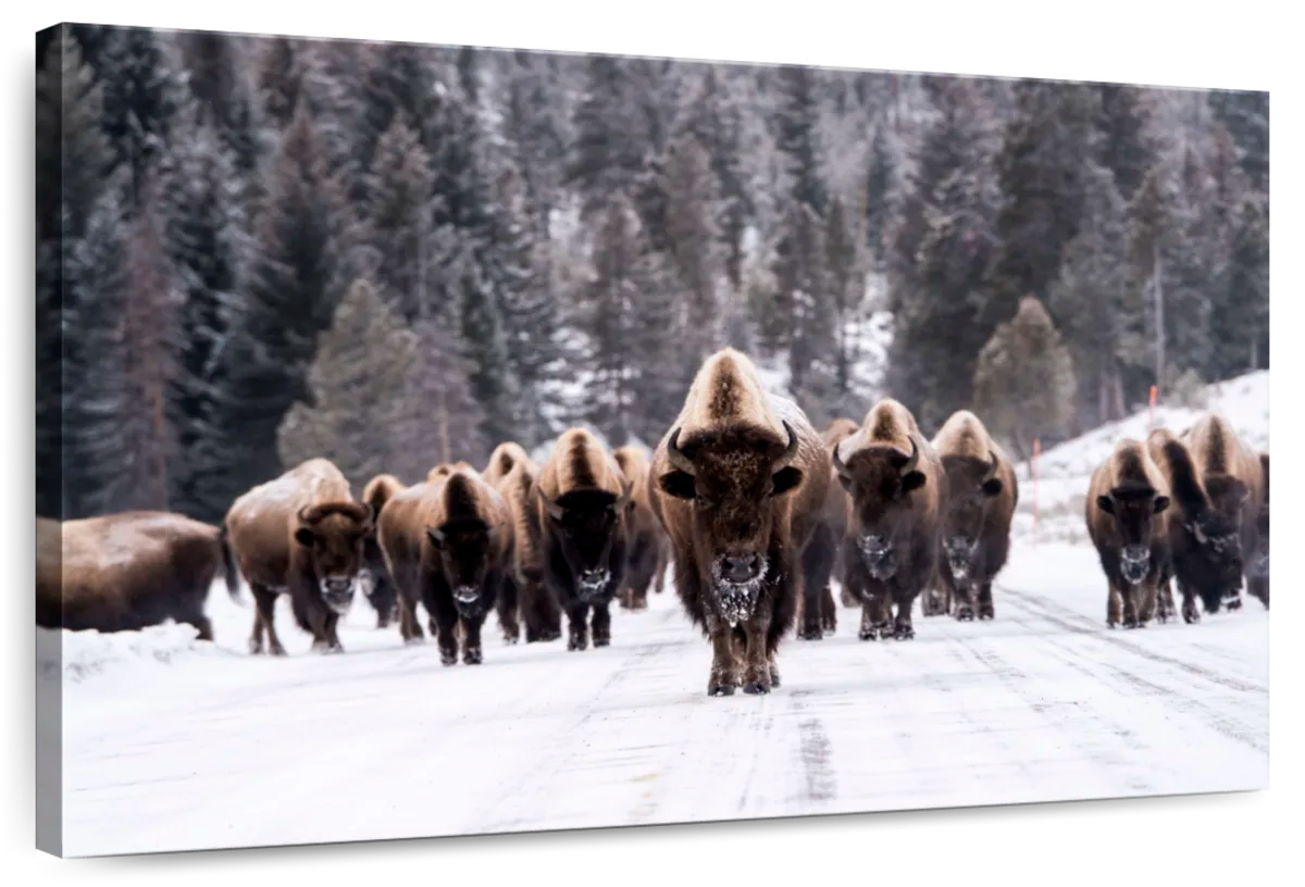 Bison Herd In Winter Wall Art
