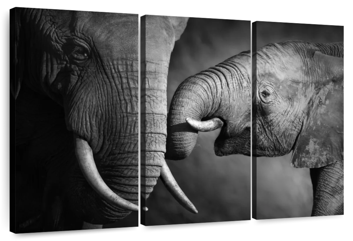 Elephant Affection Wall Art