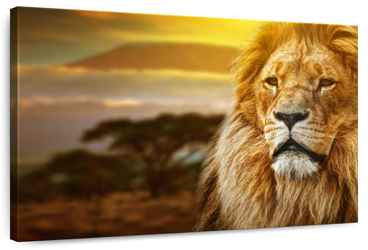 Lion In African Safari Wall Art