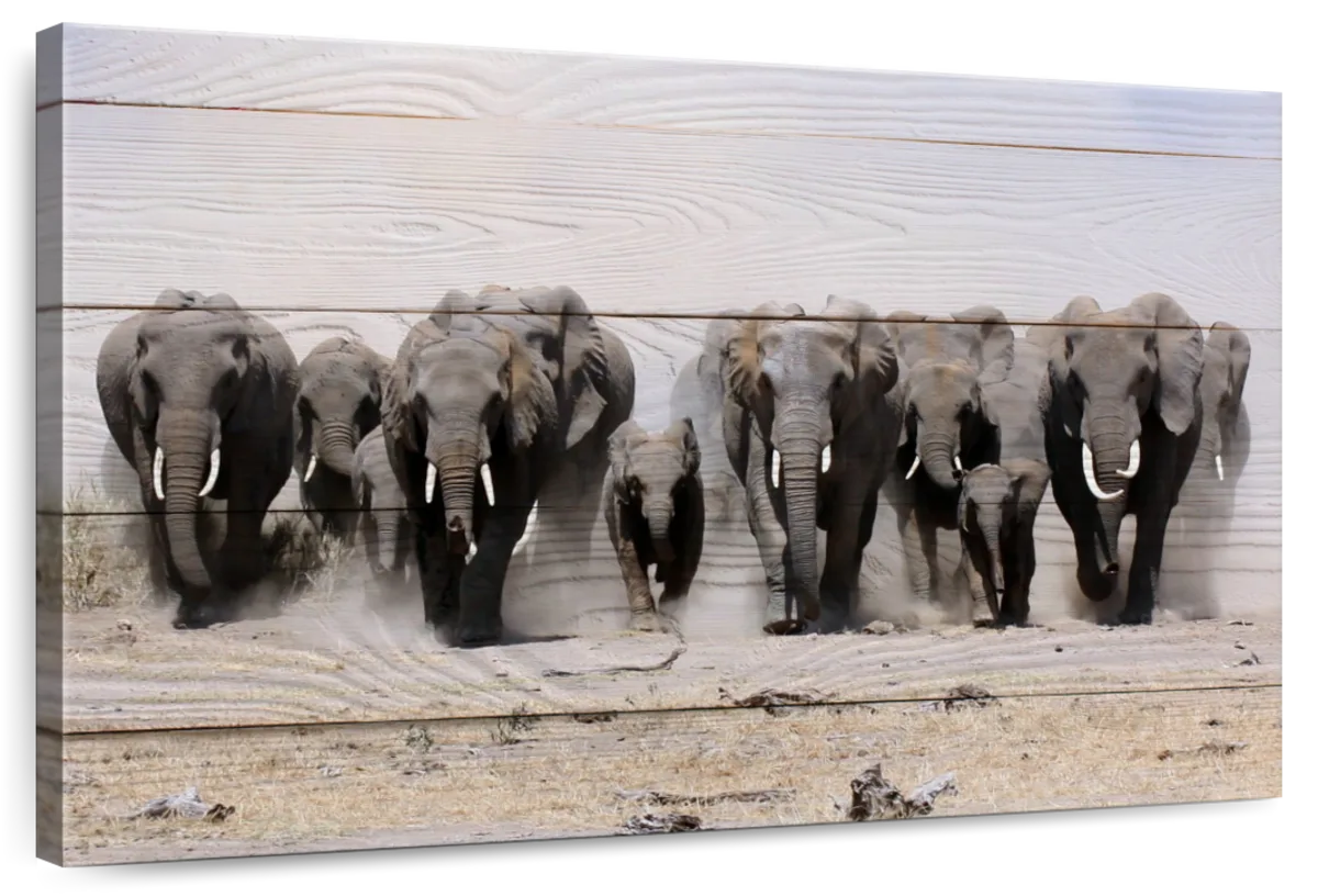 Elephants In Motion Wall Art