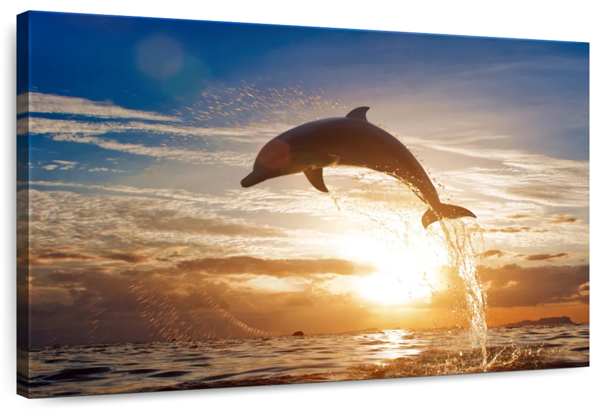 Jumping Dolphin Wall Art