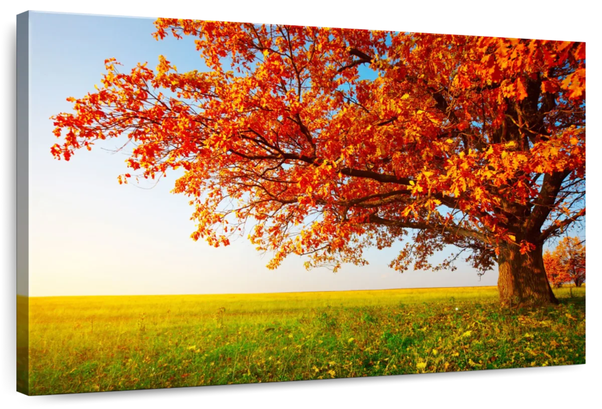 Autumn Oak Tree Wall Art