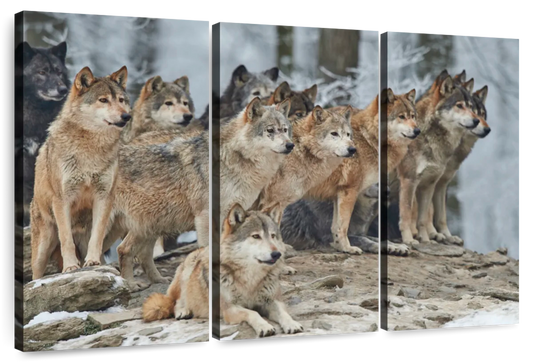 Wild Wolf Pack Wall Art