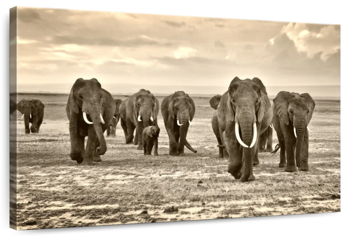 Herd Of Elephants Wall Art