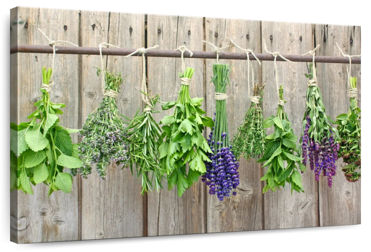 Culinary Herbs Wall Art