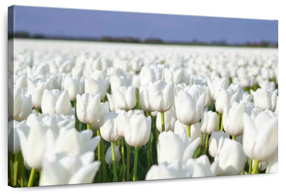 Endless White Tulips Wall Art