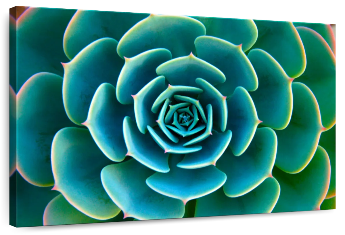 Live Succulent Wall Art