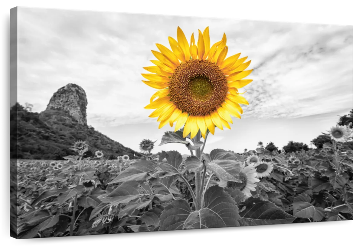 Pop Golden Sunflower Wall Art