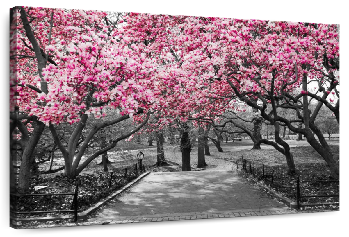 Central Park NY Cherry Blossoms Wall Art