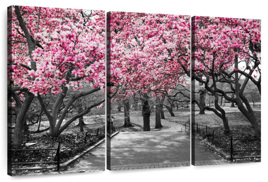 Central Park NY Cherry Blossoms Wall Art