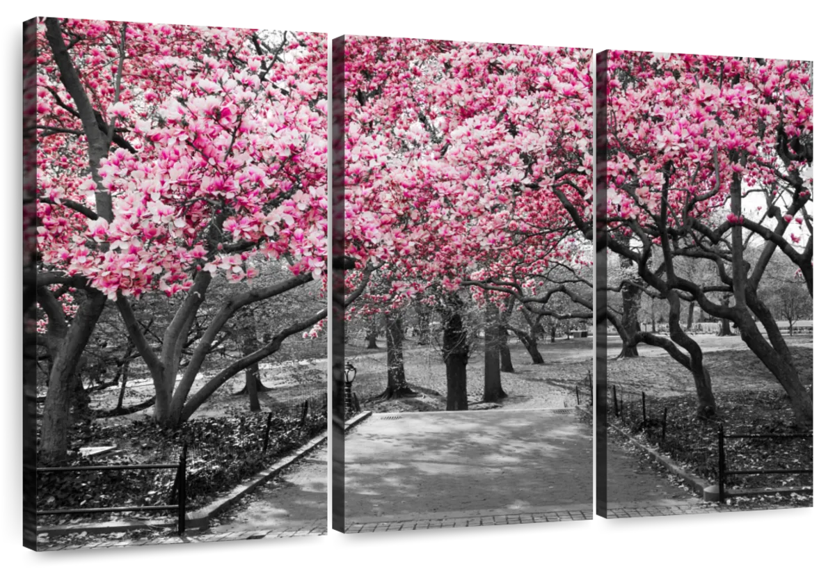 Central Park NY Cherry Blossoms Wall Art