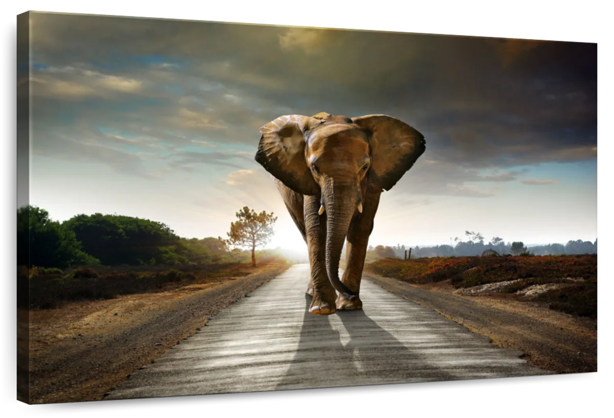 Walking Lone Elephant Wall Art