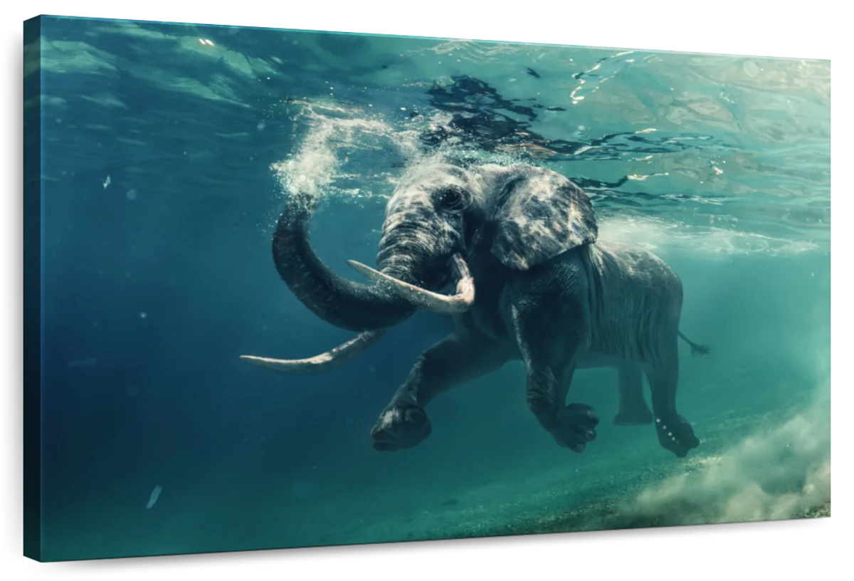 Swimming Elephant Wall Art