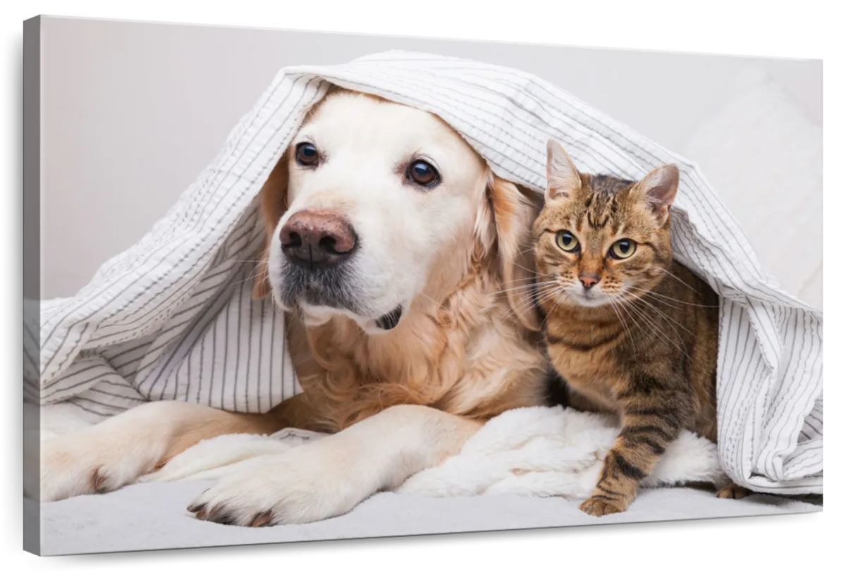 Cozy Dog And Cat Wall Art