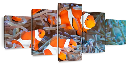 Clown Fish Wall Art