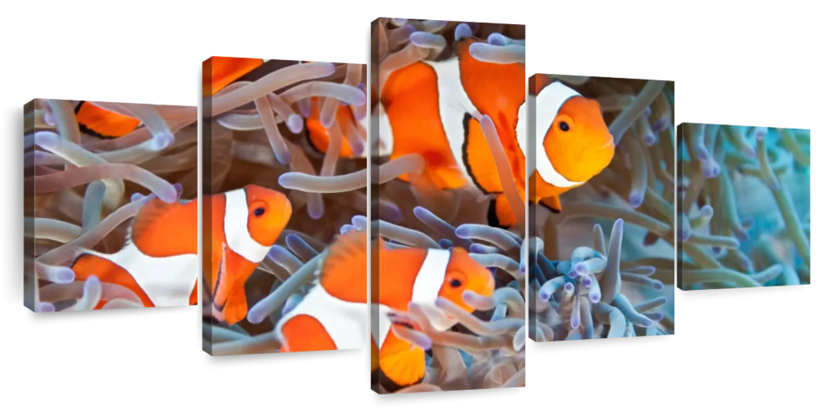 Clown Fish Wall Art