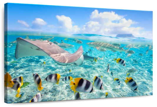 Bora Bora Sea Life Wall Art