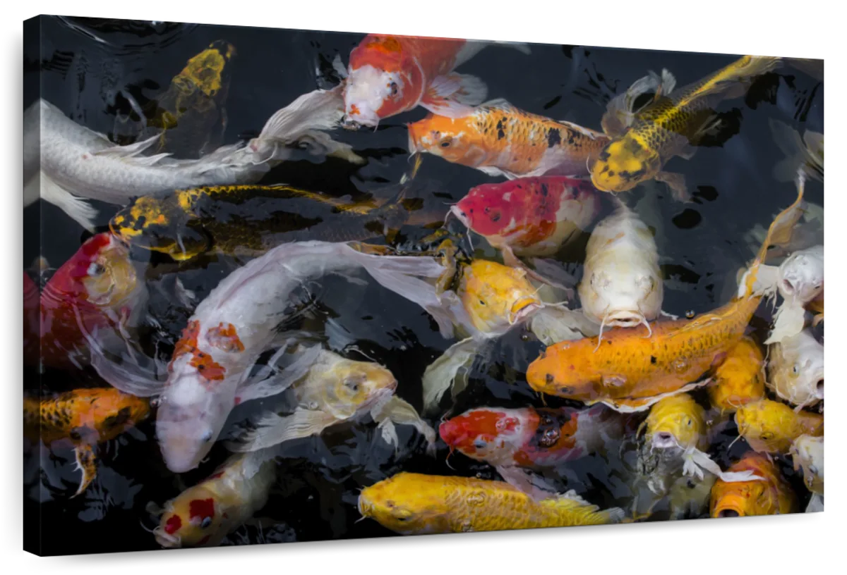 Abundant Koi Fish Wall Art