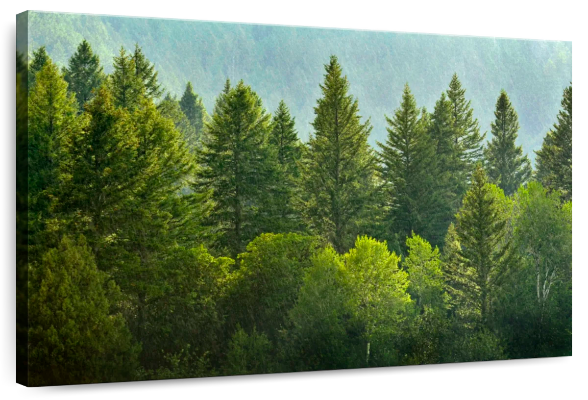 Lush Green Pine Trees Wall Art