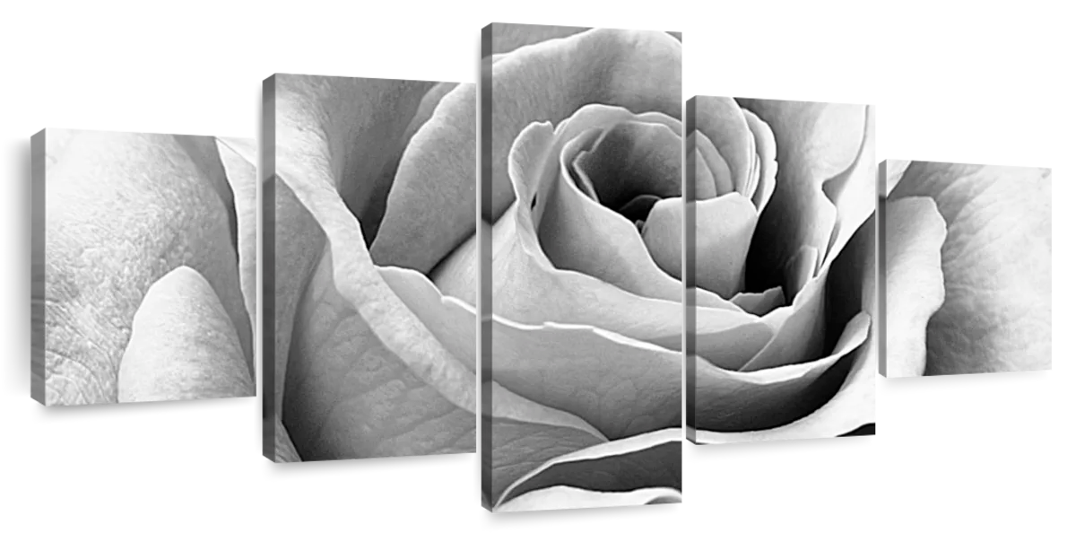 Full Bloom Rose Wall Art