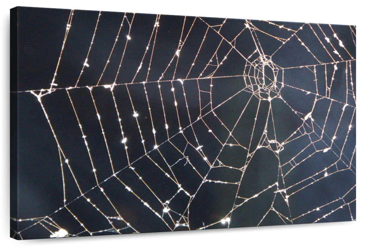 Spider Web Wall Art