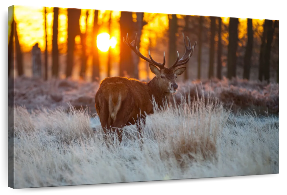 Forest Deer Hunting Wall Art
