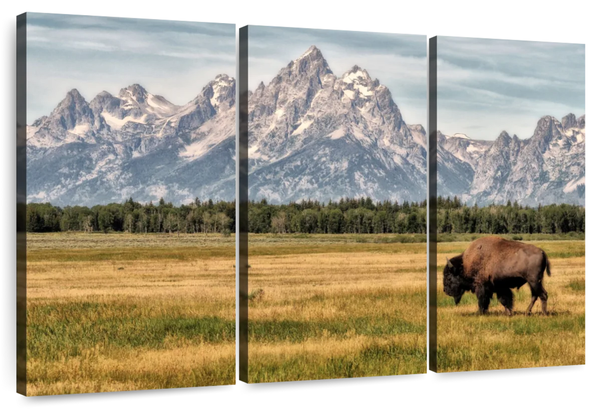 Bull Bison In Grand Teton Wall Art
