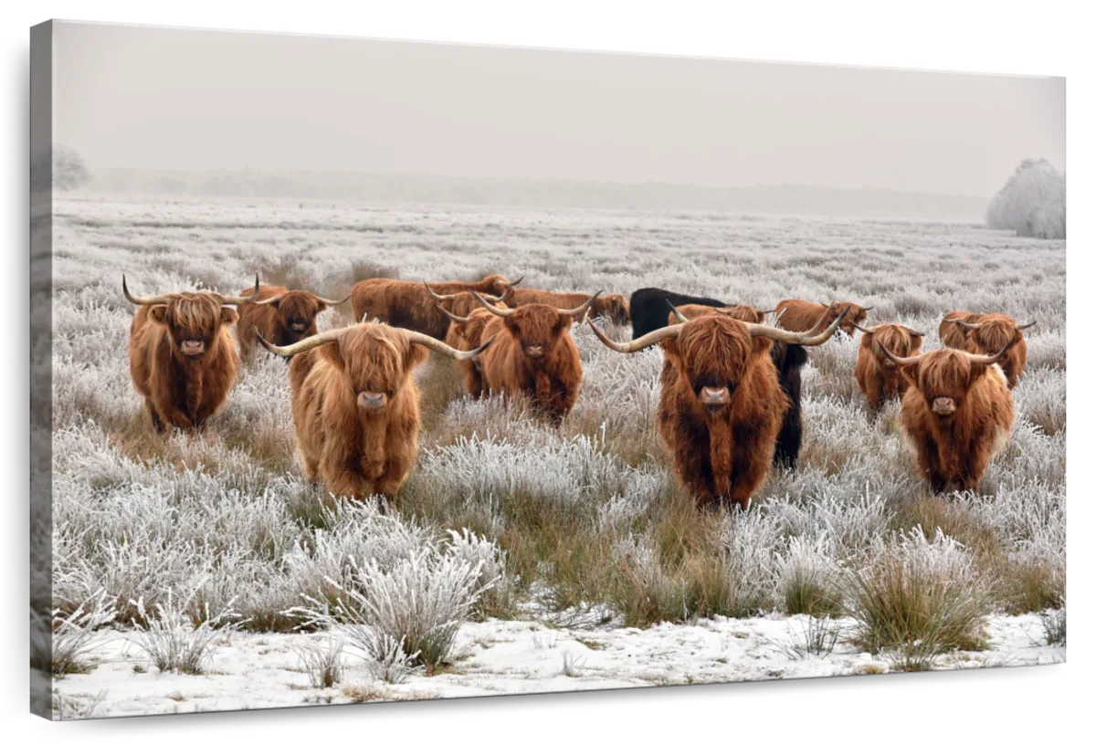 Winter Highland Cows Wall Art