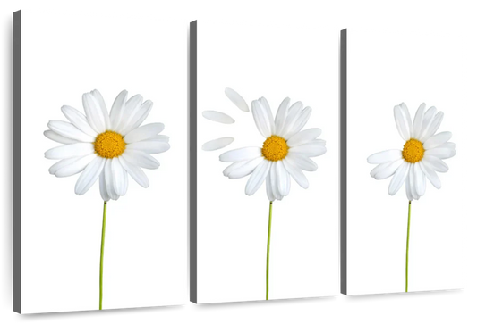 Plucked Daisies Wall Art