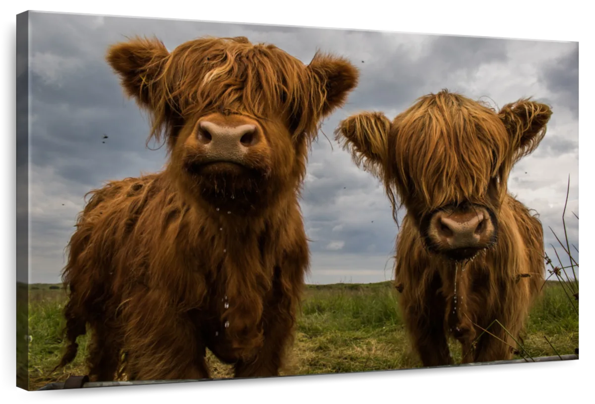 Baby Highland Cows Wall Art