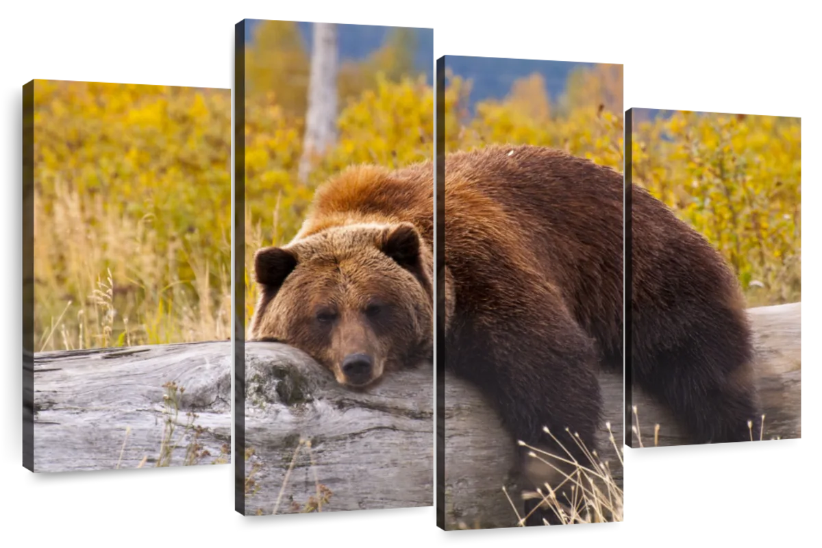 Resting Grizzly Bear Wall Art