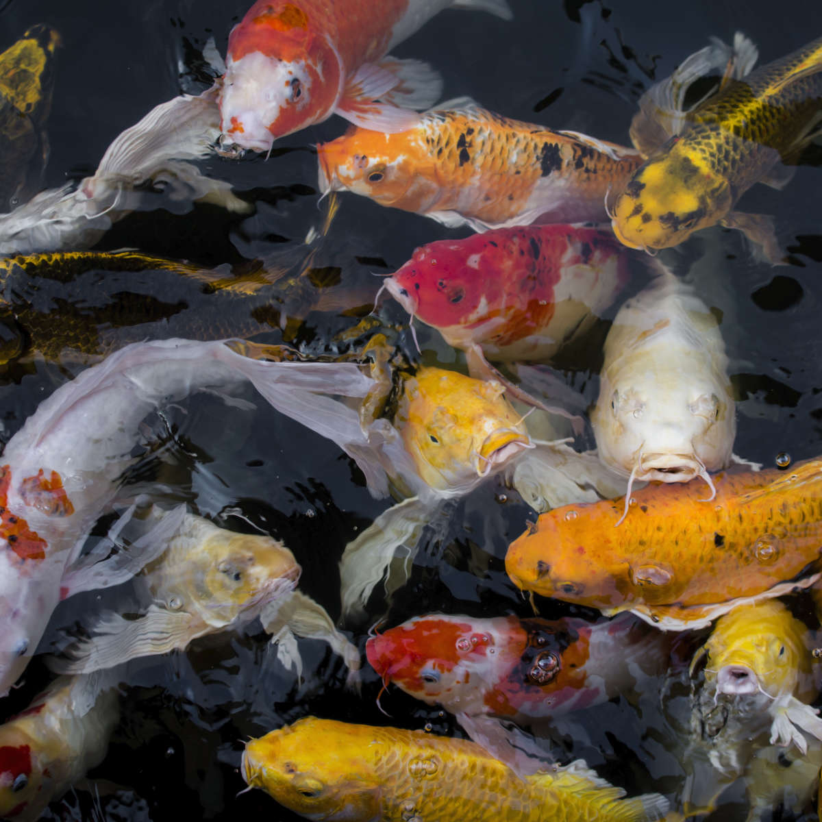 Abundant Koi Fish Wall Art