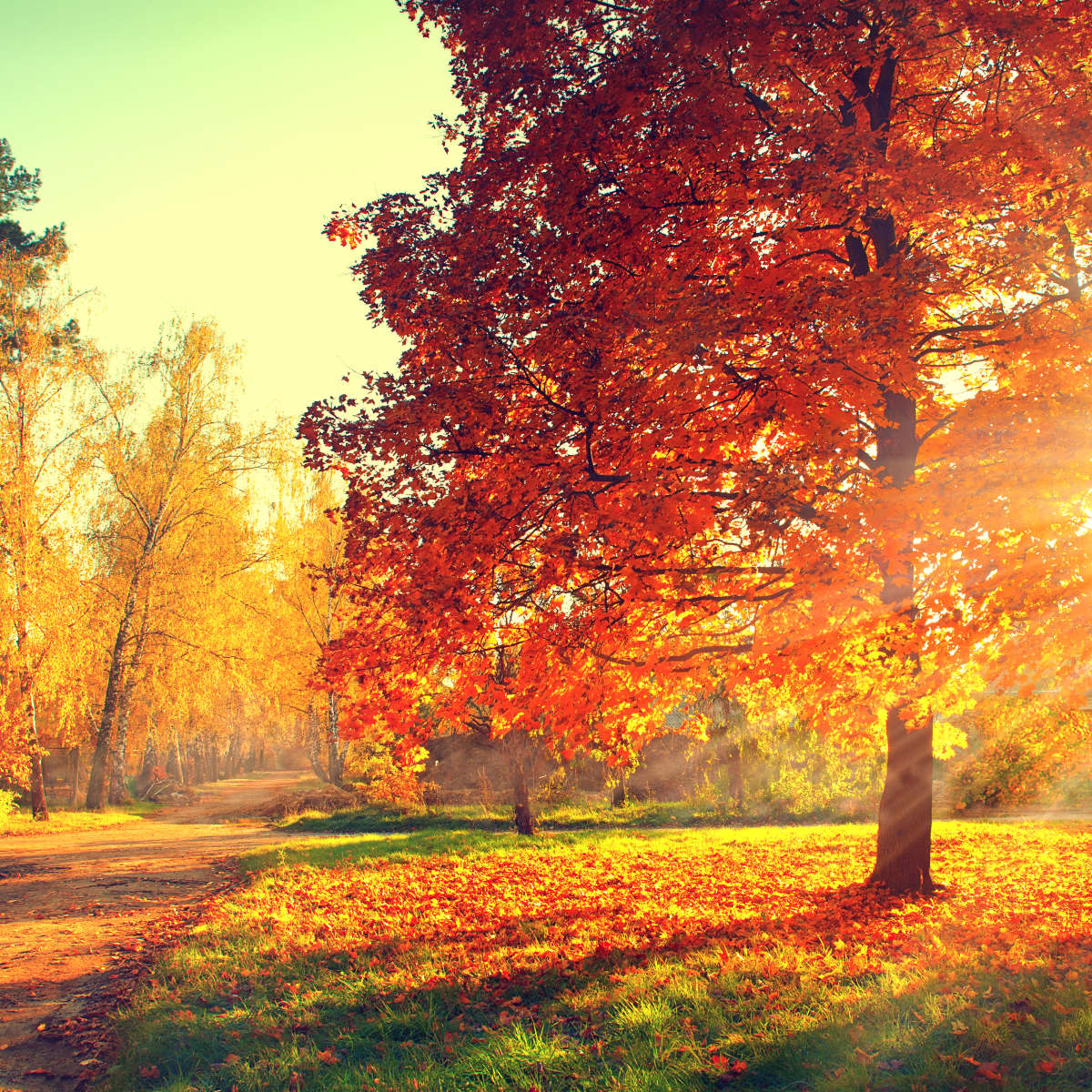 Autumn Sunset Wall Art