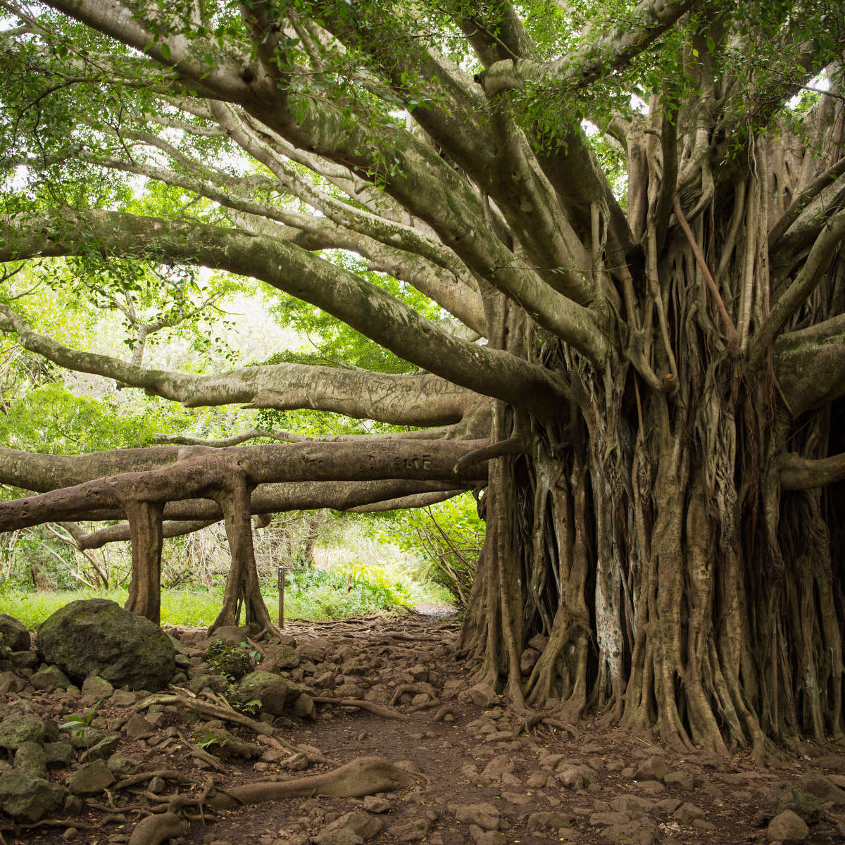 Banyan Tree Wall Art