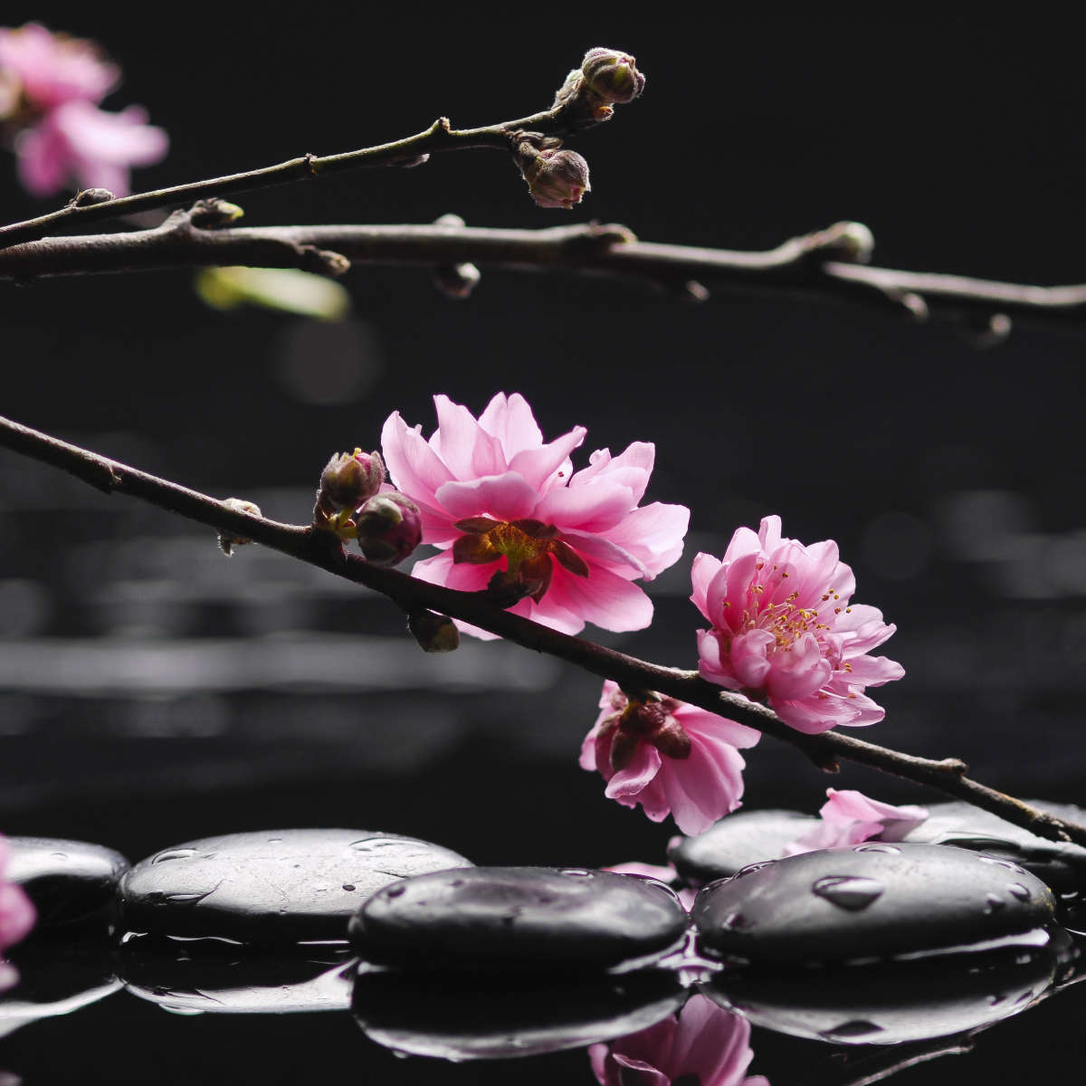 Cherry Blossom Pop Wall Art