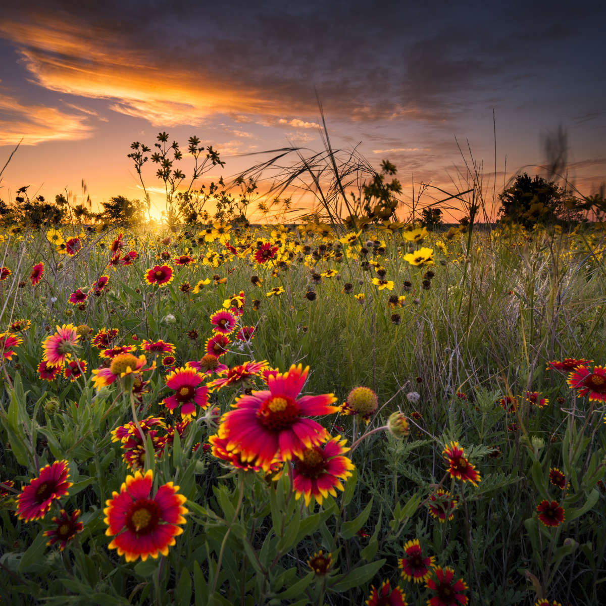 Dawn At Flower Field Wall Art