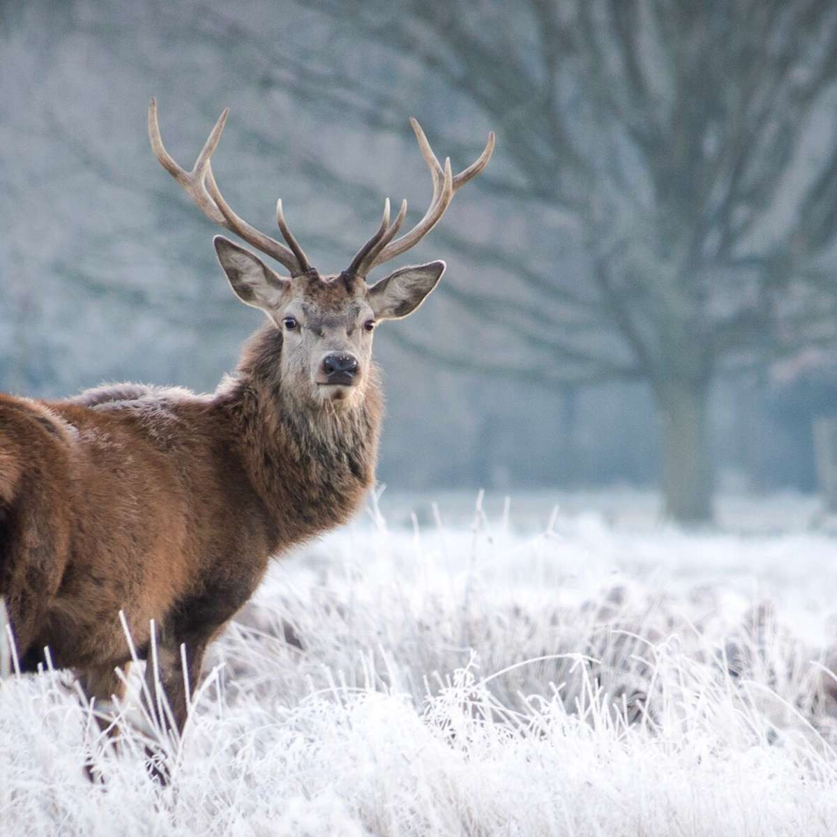 Deer Stare Wall Art