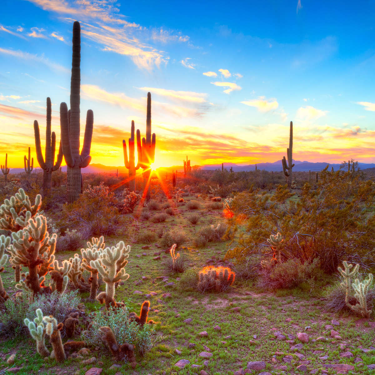 Desert Cactus Sun Ray Wall Art