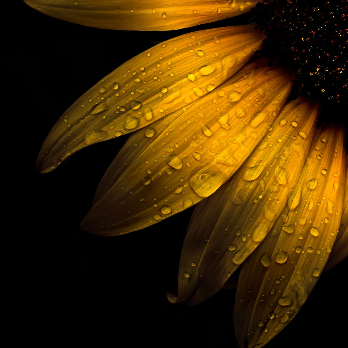 Sunflower Water Wall Art