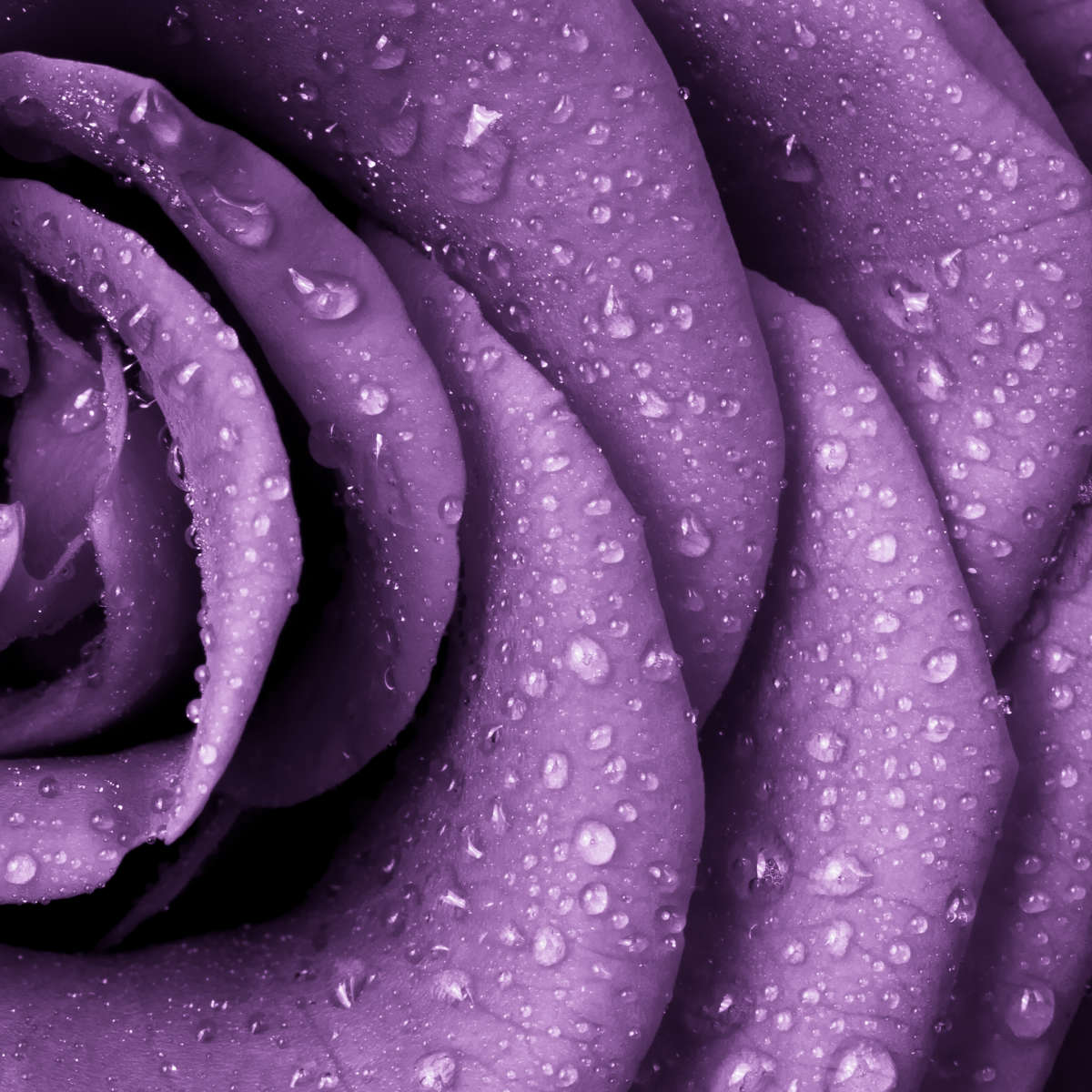 Dewy Violet Rose Wall Art