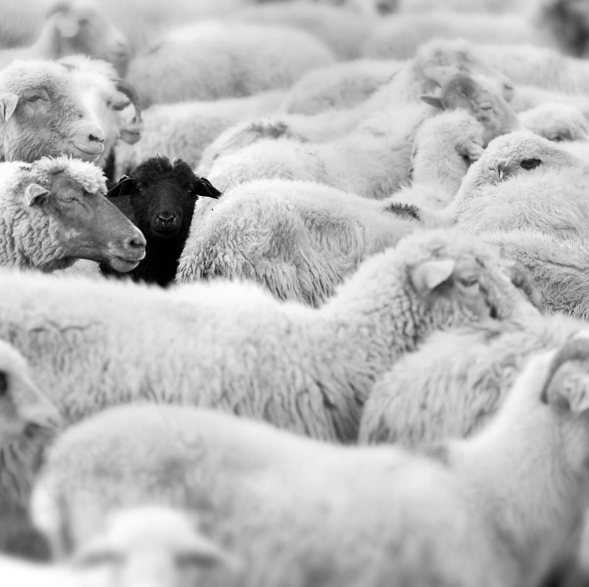 Distinct Black Sheep Wall Art