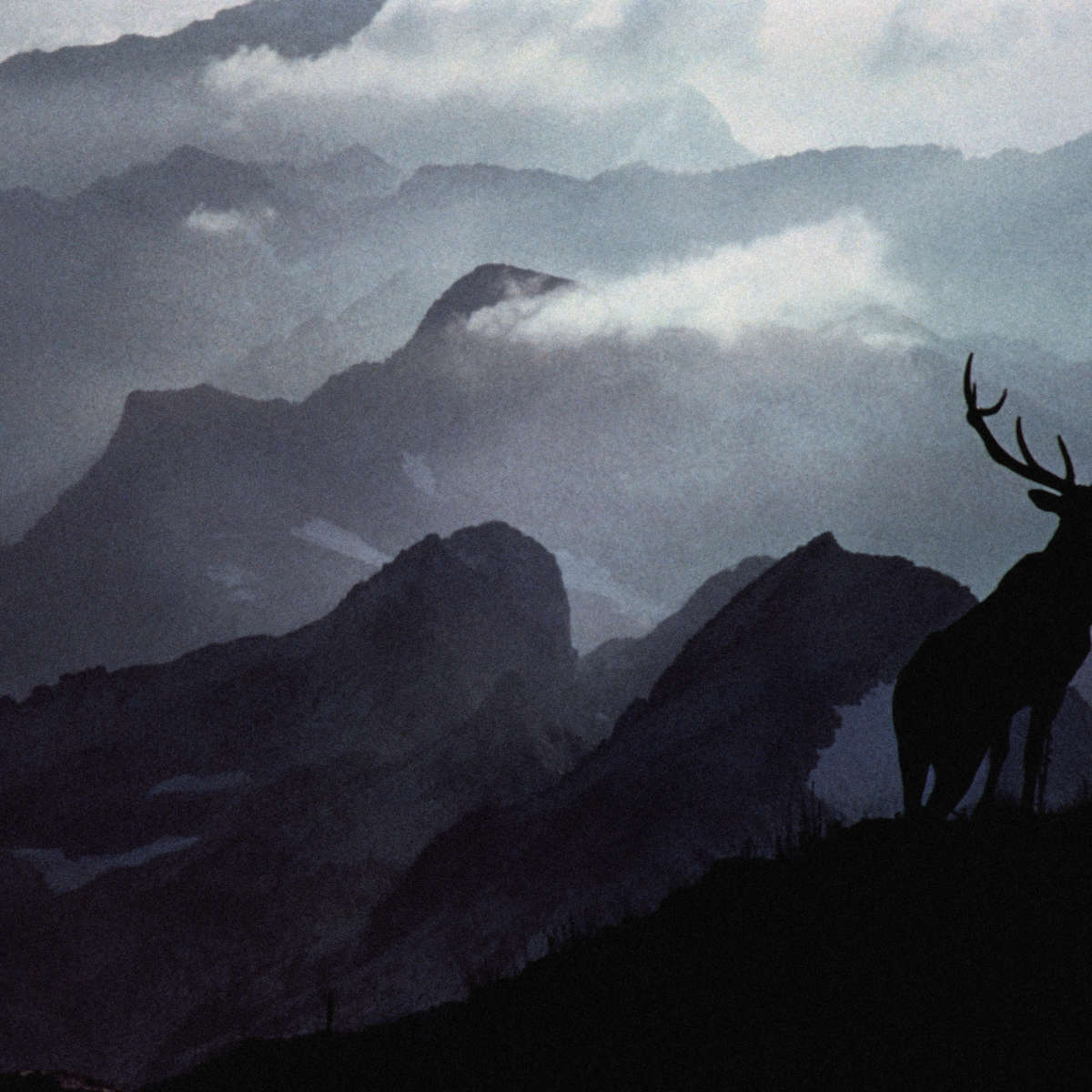 Elk Summit Wall Art
