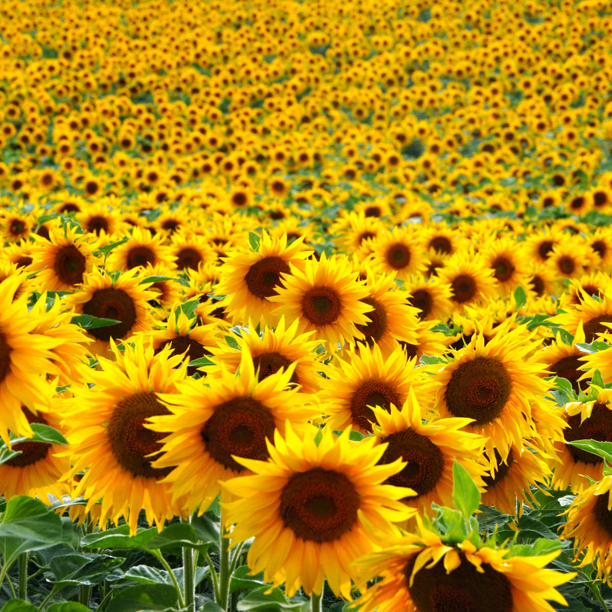 Endless Sunflower Field Wall Art