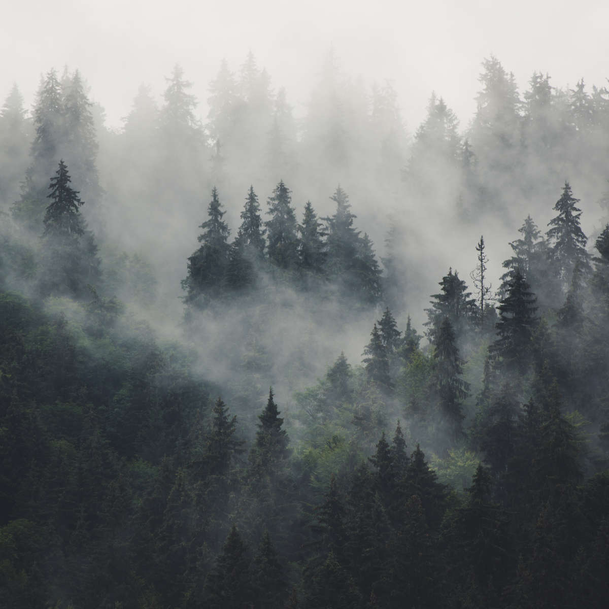 Misty Forest Mountain Wall Art