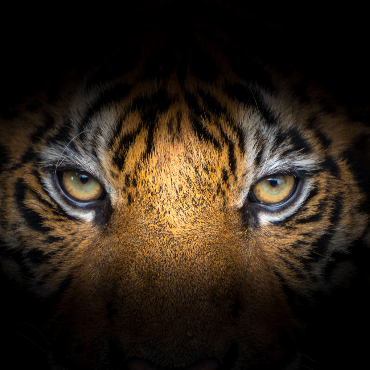 Fierce Eyes Tiger Wall Art