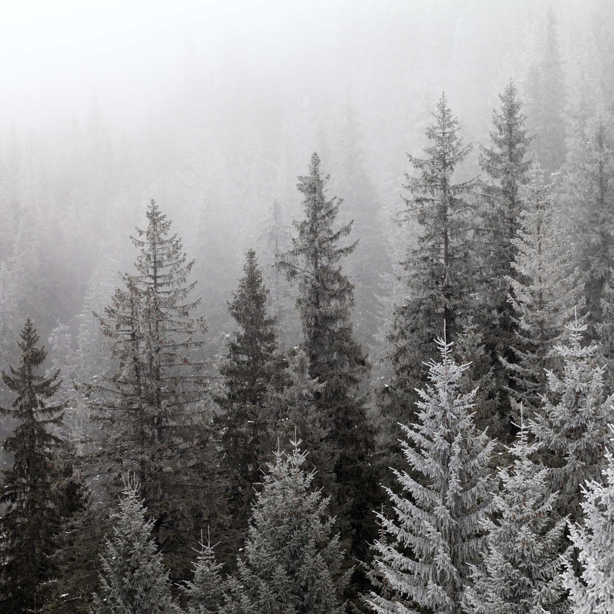 Winter Mist Wall Art