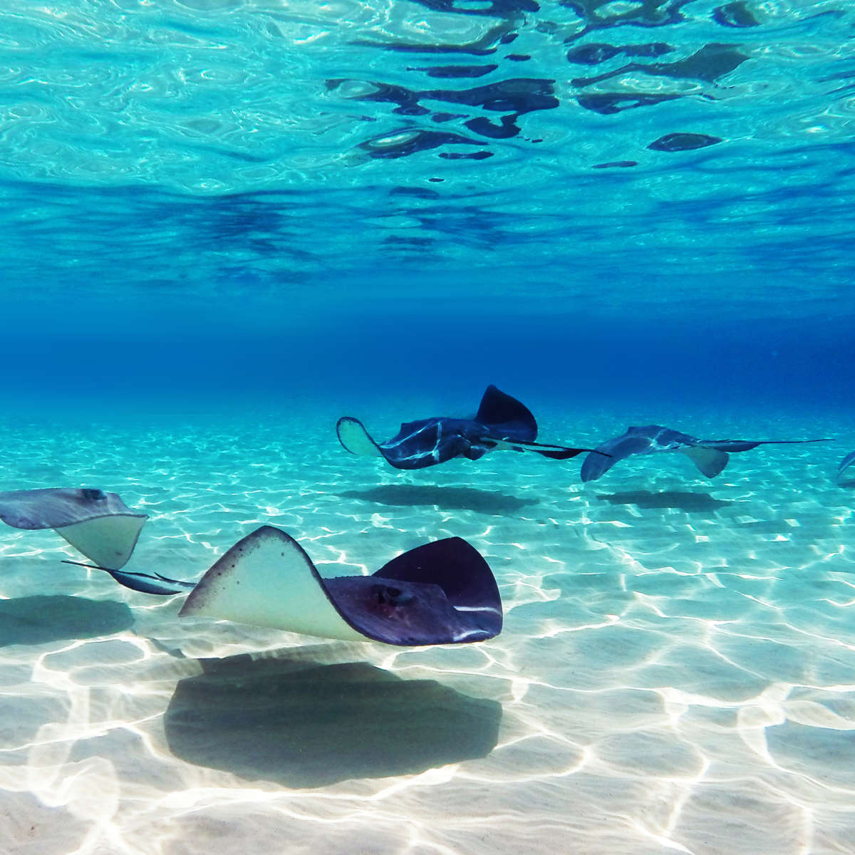 Grand Cayman Stingrays Wall Art